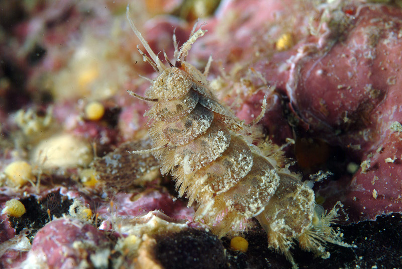 Malmgreniella lunulata